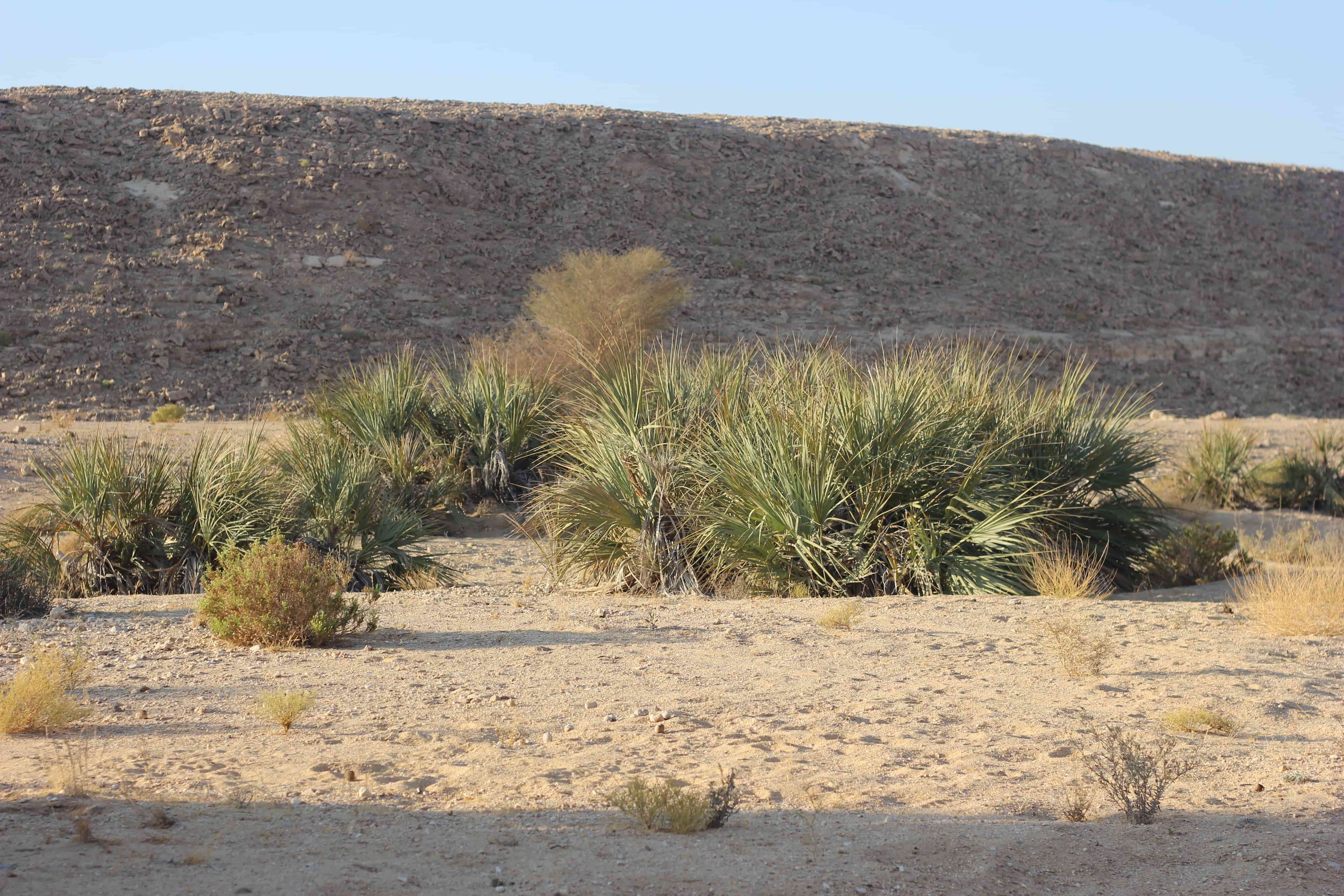 Plant Image
